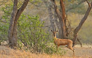 ranthambhore