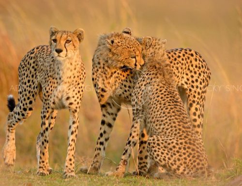 Kenya Sunworld Safari Slideshow