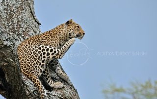 leopard africa