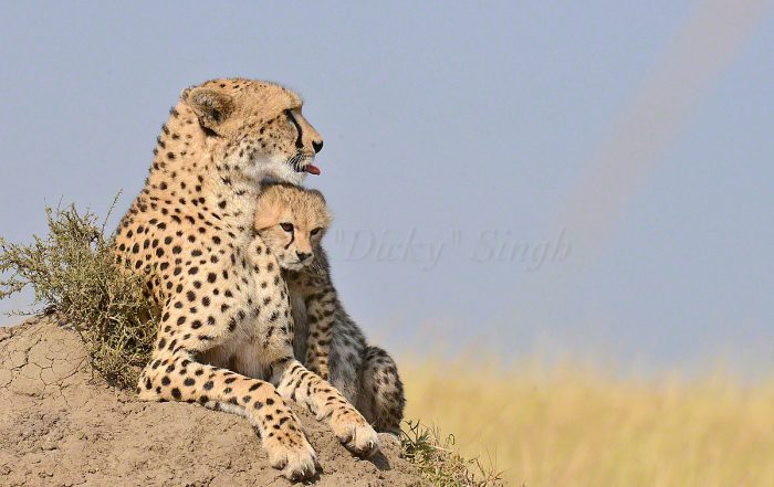cheetah mother cub