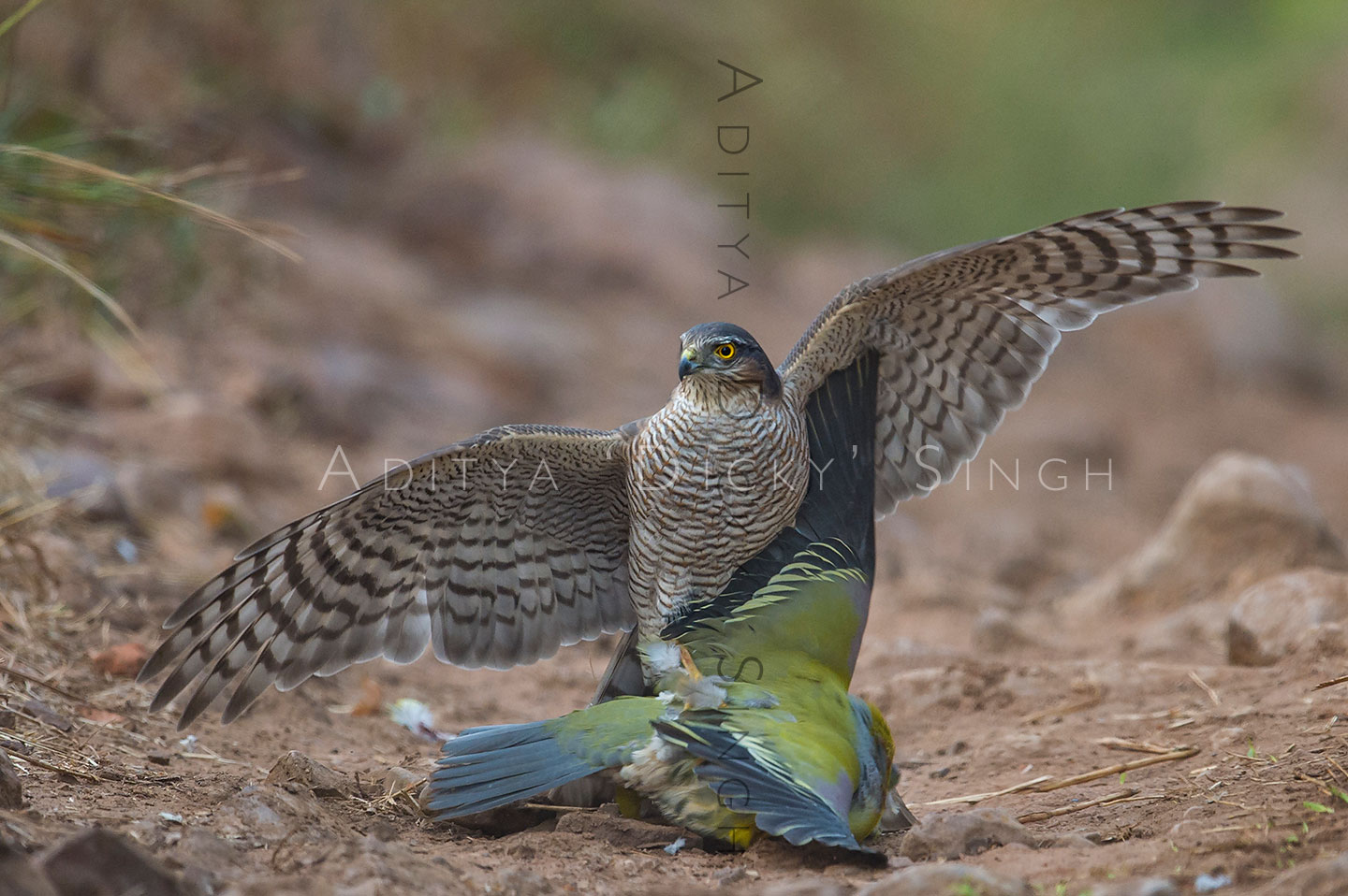 photo-tours-in-ranthambhore-national-park raptor attack