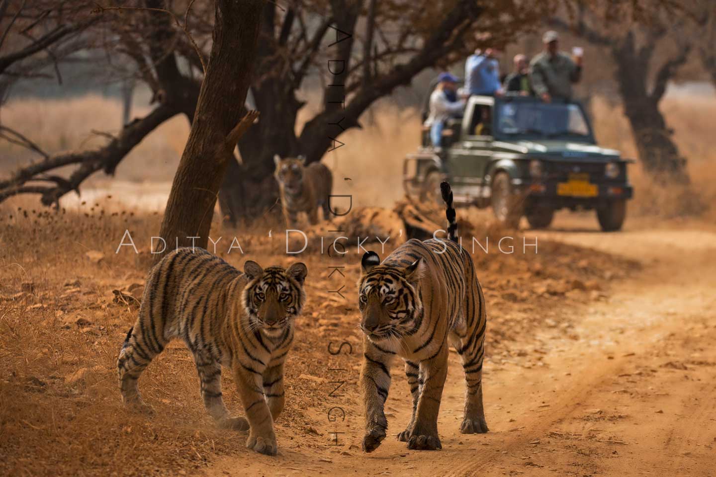 photortr wildlife photography