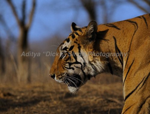 Star Male or T 28 – A wild tiger’s story