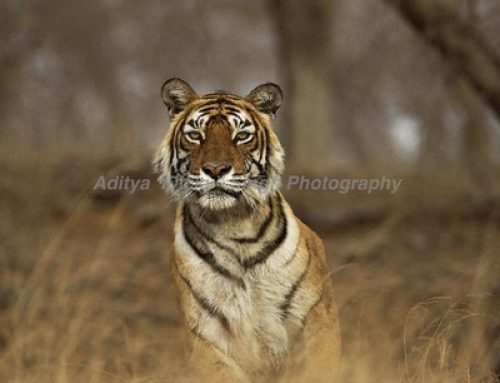 Machali or T 16 – A wild tiger’s story