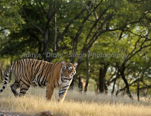 Sundari or Sattra or T 17 – A wild tiger’s story