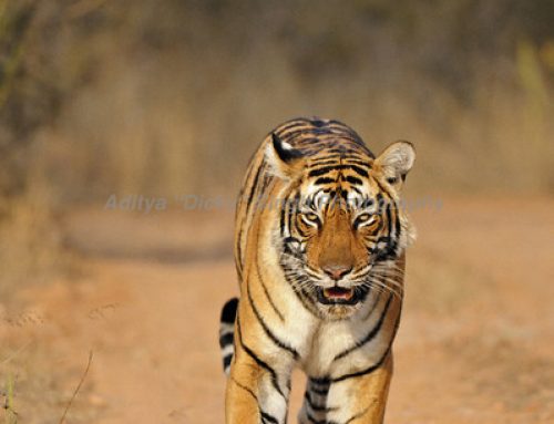 Unnis or T 19 – A Wild Tiger’s Story