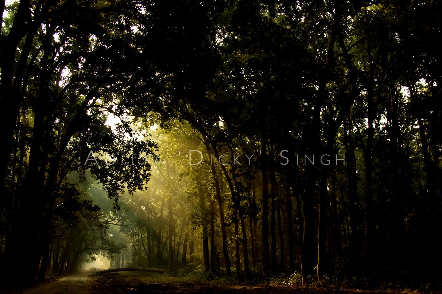 photoindia4 indian forest