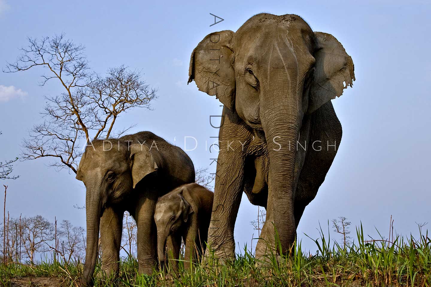 photoindia5 elephants