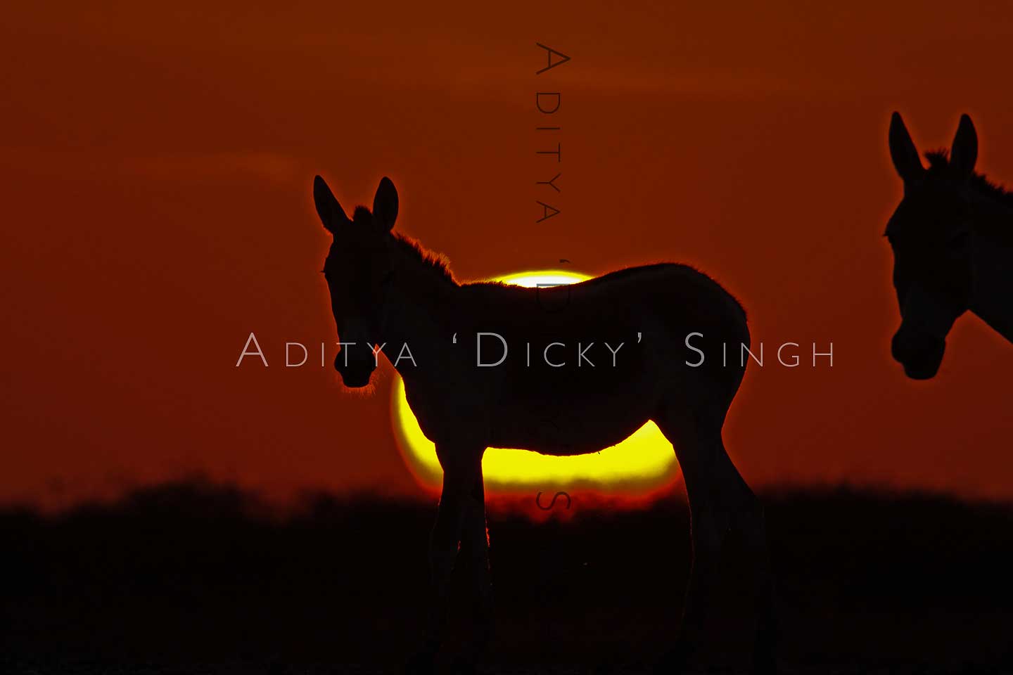 photoindia6 wild ass