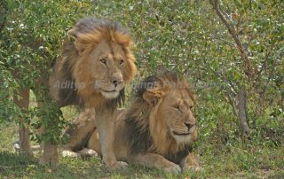 two male lions