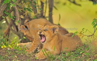 lion cubs