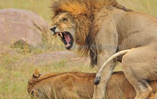 mating lions