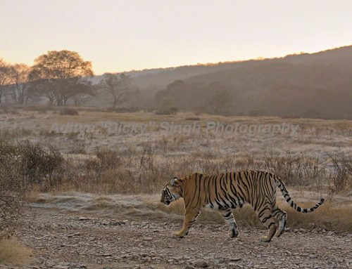 Cold wave in Ranthambhore