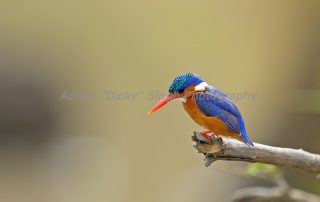 Malachite Kingfisher