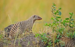 banded mongoose