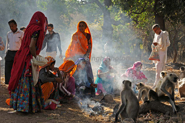 Pilgrims feeding langur monkeys near the fort in Ranthambore national park