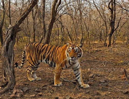 Some tips for wildlife photography in Ranthambore