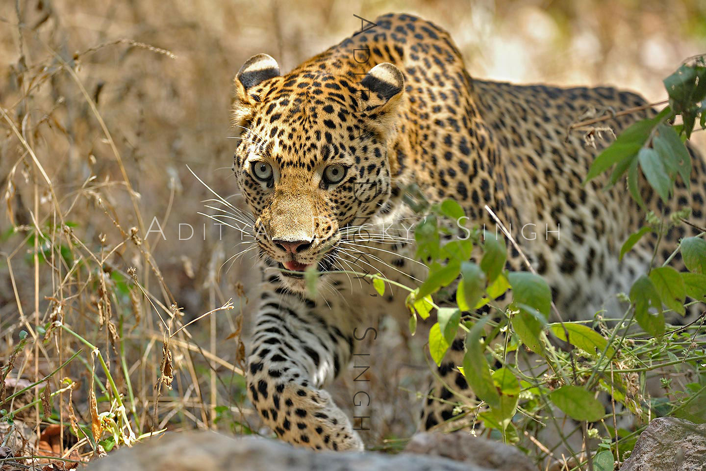 Safari-with-Aditya-Singh stalking leopard