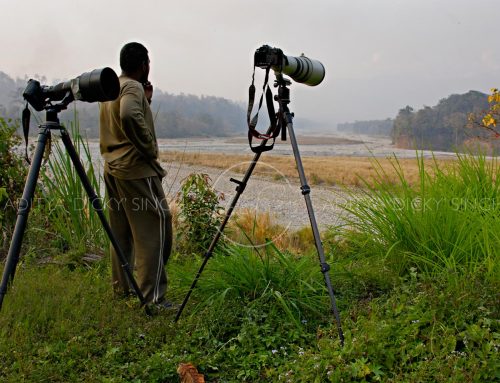 Wildlife photography in India