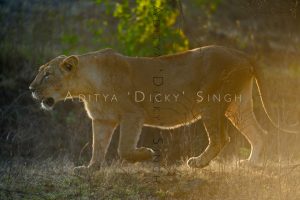 wild india lion