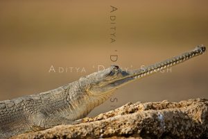 wild india gharial