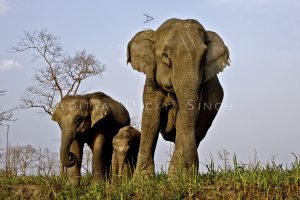 wild india elephants