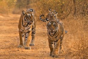 wild tigers
