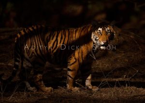 wild tigers of ranthambhore