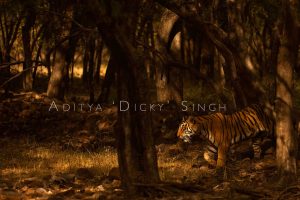 tiger in a forest