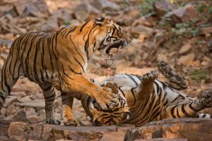 fighting tigers