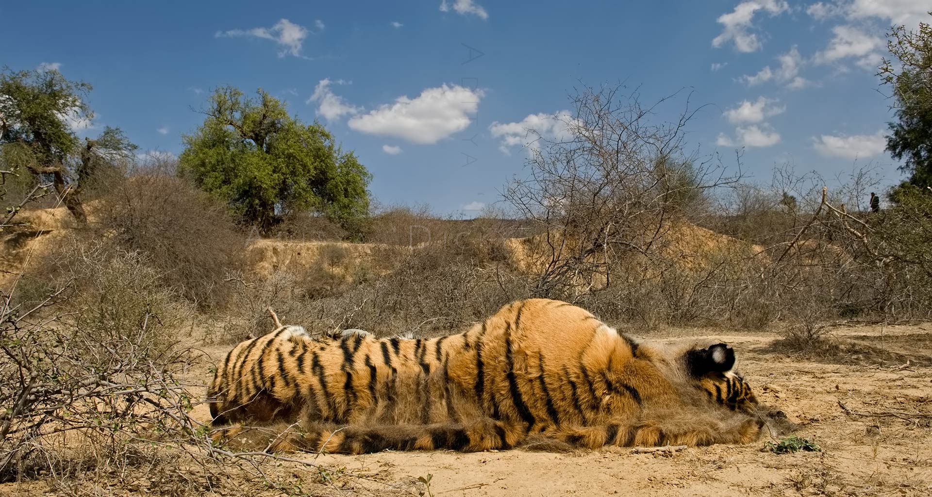 ranthambhore-conservation save the tiger