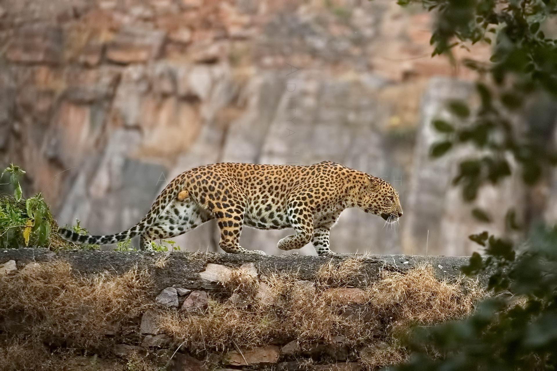 ranthambhore-national-park ranthambore leopard